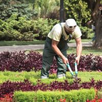 Top 5 Reasons to Hire a Professional Gardener
